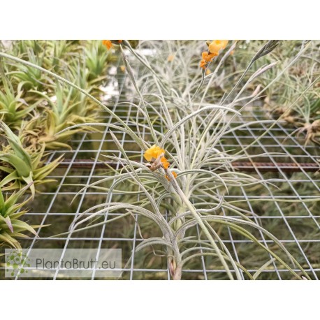 Tillandsia crocata x mallemontii