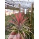 Tillandsia ionantha var. rubra L