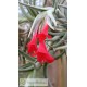 Tillandsia Beauty of Holm