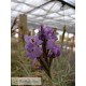 Tillandsia streptocarpa