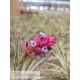 Tillandsia stricta (Petropolis)