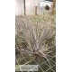 Tillandsia ehlersiana clumb