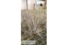 Tillandsia ehlersiana clumb