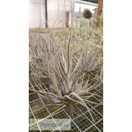 Tillandsia ehlersiana clumb