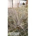 Tillandsia ehlersiana clumb