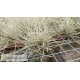 Tillandsia bartramii Mini clumb