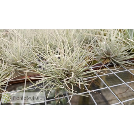 Tillandsia bartramii Mini clumb