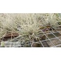 Tillandsia bartramii Mini clumb