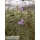 Tillandsia mallemontii