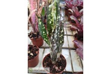 Billbergia Ehukai