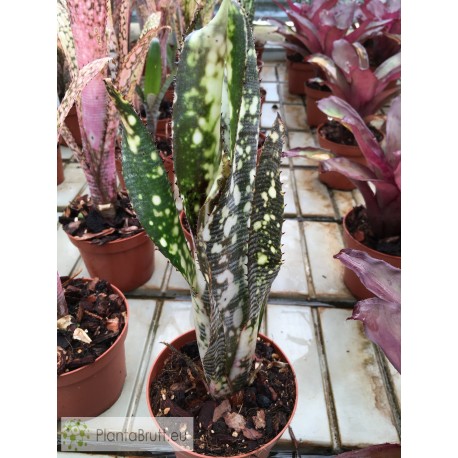 Billbergia Ehukai