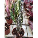 Billbergia Ehukai