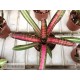 Neoregelia Bold Zebra