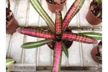 Neoregelia Bold Zebra