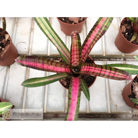 Neoregelia Bold Zebra
