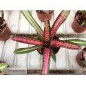 Neoregelia Bold Zebra