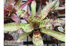 Neoregelia Little Dazzler
