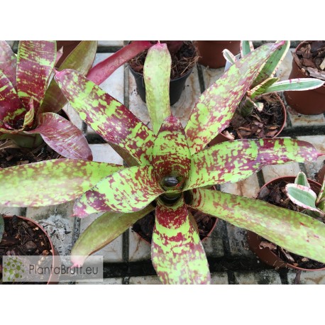 Neoregelia Little Dazzler