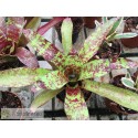 Neoregelia Little Dazzler