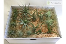 Tillandsia Mix 15 plantas