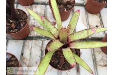 Neoregelia cyanea x punctatissima
