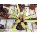 Neoregelia cyanea x punctatissima