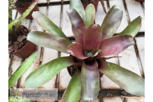Neoregelia Glossy Print