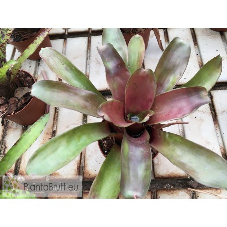 Neoregelia Glossy Print