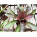 Neoregelia Glossy Print