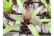 Neoregelia Saramentosa x Oliganta
