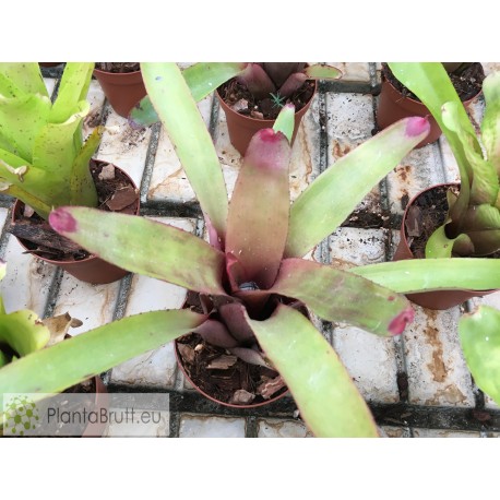Neoregelia Saramentosa x Oliganta