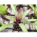 Neoregelia Saramentosa x Oliganta
