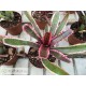Neoregelia Mojo
