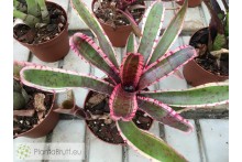 Neoregelia Mojo