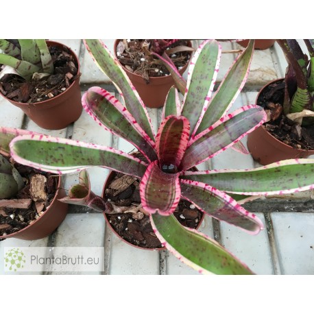 Neoregelia Mojo