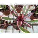 Neoregelia Mojo