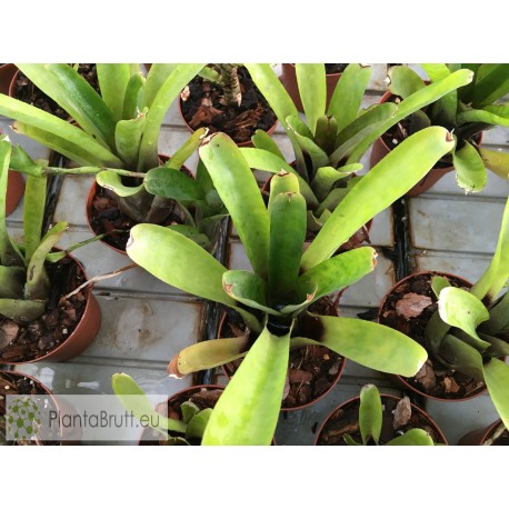 Neoregelia hoehneana