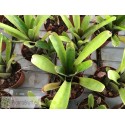 Neoregelia hoehneana