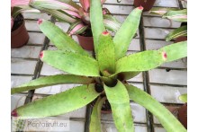 Neoregelia olens x cruenta
