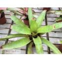 Neoregelia olens x cruenta