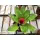 Neoregelia Chili Verde