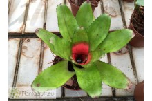Neoregelia Chili Verde no variegata