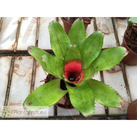 Neoregelia Chili Verde