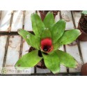 Neoregelia Chili Verde no variegata