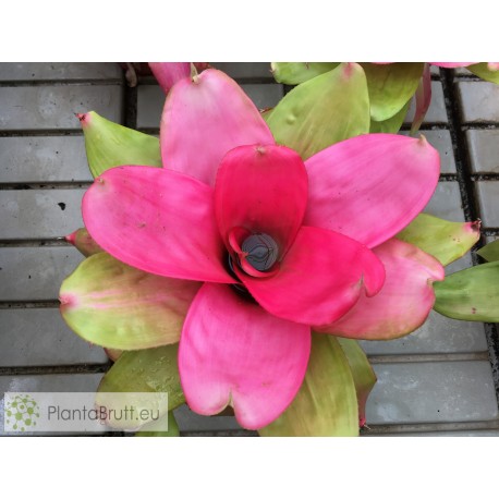 Neoregelia Pink Debbie