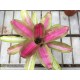 Neoregelia Pink on Inside