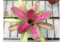 Neoregelia Pink on Inside