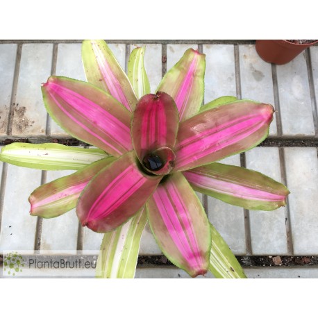 Neoregelia Pink on Inside