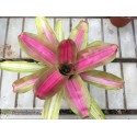Neoregelia Pink on Inside