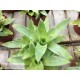 Catopsis mooreana
